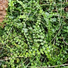 Asplenium flabellifolium at Mount Taylor - 5 Jun 2024