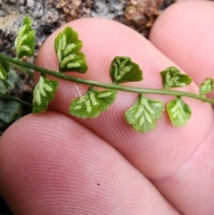 Asplenium flabellifolium at Mount Taylor - 5 Jun 2024