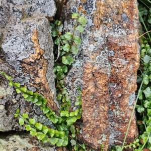 Asplenium flabellifolium at Mount Taylor - 5 Jun 2024