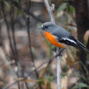 Petroica phoenicea at Namadgi National Park - 20 Apr 2012