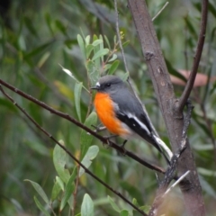 Petroica phoenicea at Namadgi National Park - 20 Apr 2012