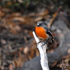 Petroica phoenicea at Namadgi National Park - 20 Apr 2012