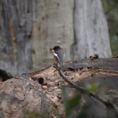 Petroica phoenicea at Namadgi National Park - 20 Apr 2012 12:39 PM