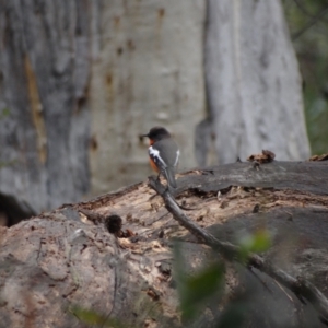 Petroica phoenicea at Namadgi National Park - 20 Apr 2012