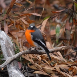 Petroica phoenicea at Namadgi National Park - 20 Apr 2012