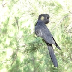 Zanda funerea at National Arboretum Forests - 15 May 2024 10:25 AM