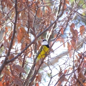 Pachycephala pectoralis at Holder, ACT - 29 May 2024 01:27 PM