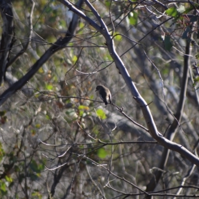 Petroica boodang (Scarlet Robin) at Denman Prospect 2 Estate Deferred Area (Block 12) - 29 May 2024 by Miranda