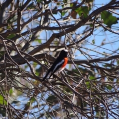 Petroica boodang at Denman Prospect 2 Estate Deferred Area (Block 12) - 29 May 2024 01:45 PM