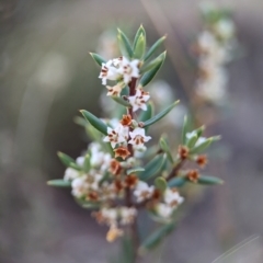 Monotoca scoparia at Denman Prospect, ACT - 29 May 2024 02:10 PM