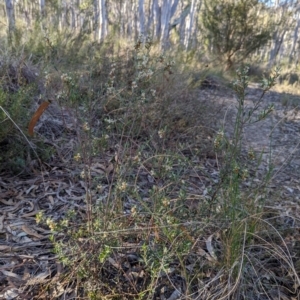 Monotoca scoparia at Denman Prospect, ACT - 29 May 2024 02:10 PM