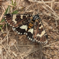 Apina callisto (Pasture Day Moth) at Coombs Ponds - 28 Apr 2024 by Miranda