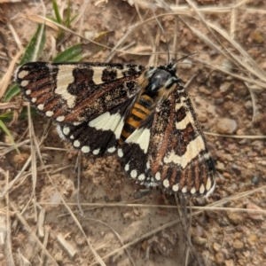 Apina callisto at Coombs Ponds - 28 Apr 2024 01:44 PM