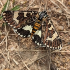 Apina callisto at Coombs Ponds - 28 Apr 2024