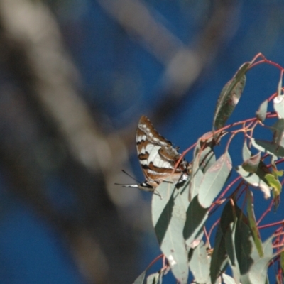 Charaxes sempronius (Tailed Emperor) at Red Hill Nature Reserve - 1 Apr 2013 by Miranda