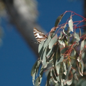 Charaxes sempronius at Red Hill Nature Reserve - 1 Apr 2013 02:23 AM