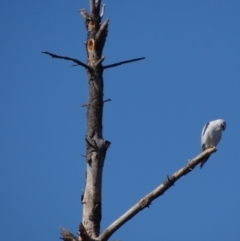 Elanus axillaris at Crace Grasslands - 16 Apr 2024