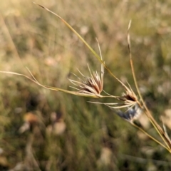 Themeda triandra (Kangaroo Grass) at Holder Wetlands - 26 Apr 2024 by Miranda