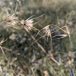 Themeda triandra at Holder Wetlands - 26 Apr 2024 02:19 PM