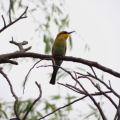 Merops ornatus (Rainbow Bee-eater) at JER560: JWs - Fulica Hide - 20 Feb 2024 by Miranda