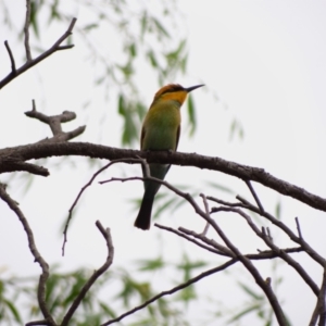 Merops ornatus at JER560: JWs - Fulica Hide - 21 Feb 2024