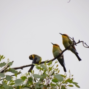 Merops ornatus at JER560: JWs - Fulica Hide - 21 Feb 2024