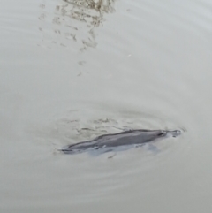 Ornithorhynchus anatinus (Platypus) at Jerrabomberra Wetlands - 5 Jun 2024 by DougT