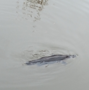 Ornithorhynchus anatinus at Jerrabomberra Wetlands - 5 Jun 2024 01:11 PM