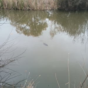 Ornithorhynchus anatinus at Jerrabomberra Wetlands - 5 Jun 2024 01:11 PM