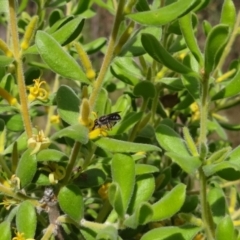 Leioproctus (Cladocerapis) sp. (genus & subgenus) at Block 402 - 31 Dec 2022