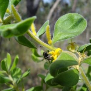 Leioproctus (Cladocerapis) sp. (genus & subgenus) at Block 402 - 31 Dec 2022