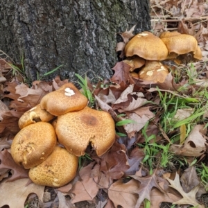 Gymnopilus junonius at Holder, ACT - 4 Jun 2024