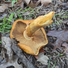 Gymnopilus junonius at Holder, ACT - 4 Jun 2024