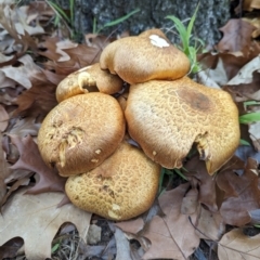 Gymnopilus junonius at Holder, ACT - 4 Jun 2024