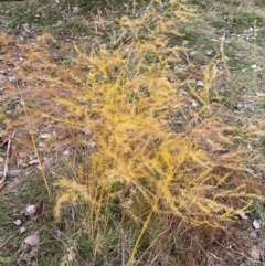 Asparagus officinalis (Asparagus) at Mount Ainslie - 5 Jun 2024 by SteveBorkowskis