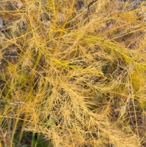 Asparagus officinalis at Mount Ainslie - 5 Jun 2024 11:00 AM