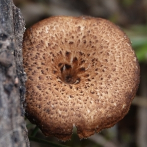 Lentinus arcularius at Hall, ACT - 4 Jun 2024