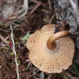 Lentinus arcularius at Hall, ACT - 4 Jun 2024