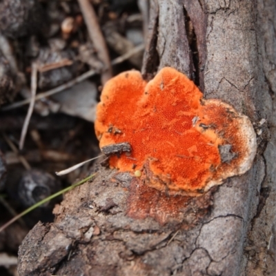 Trametes coccinea (Scarlet Bracket) at Hall, ACT - 4 Jun 2024 by Anna123