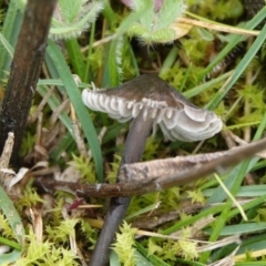 Mycena sp. (Mycena) at Hall, ACT - 4 Jun 2024 by Anna123