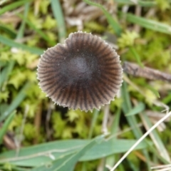 Mycena sp. at Hall, ACT - 4 Jun 2024