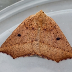 Gynopteryx ada at Broulee Moruya Nature Observation Area - suppressed