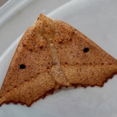 Gynopteryx ada at Broulee Moruya Nature Observation Area - suppressed