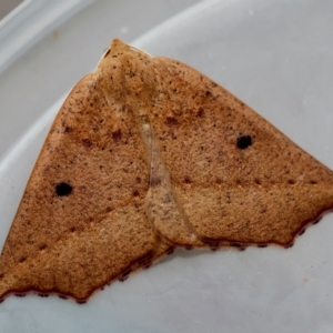 Gynopteryx ada at Broulee Moruya Nature Observation Area - suppressed