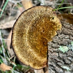 Unidentified Shelf-like to hoof-like & usually on wood by LisaH