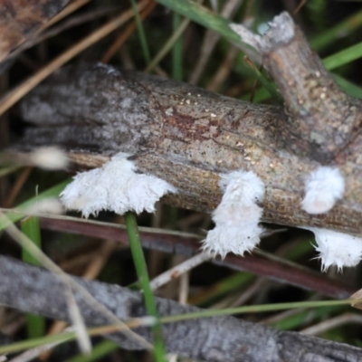 Schizophyllum commune (Split Gill Fungus) at Broulee Moruya Nature Observation Area - 5 Jun 2024 by LisaH