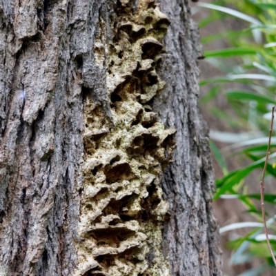Unverified Shelf-like to hoof-like & usually on wood by LisaH