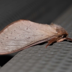 Elhamma australasiae (A Swift or Ghost moth (Hepialidae)) at Lawson, ACT - 31 May 2024 by TimL