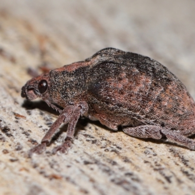 Gonipterus sp. (genus) (Eucalyptus Weevil) at Cotter River, ACT - 5 Jun 2024 by TimL