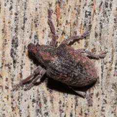 Gonipterus sp. (genus) at Namadgi National Park - 5 Jun 2024 11:55 AM